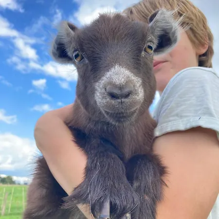 Unique Farmstay&therapy Goats To Hug Séjour chez l'habitant