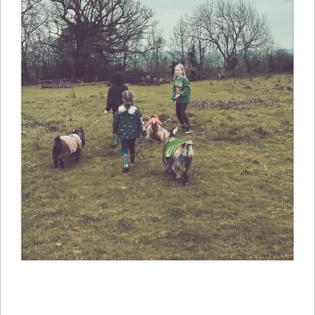 Séjour chez l'habitant Unique Farmstay&therapy Goats To Hug Bristol
