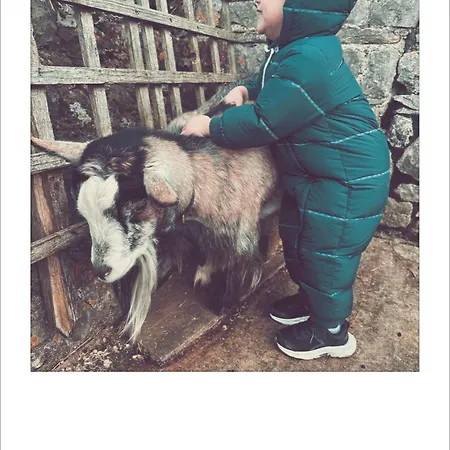 Unique Farmstay&therapy Goats To Hug Séjour chez l'habitant