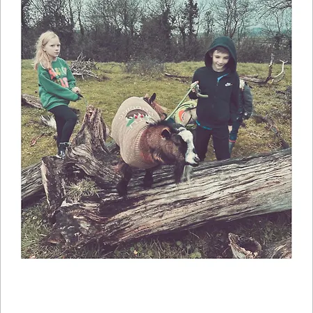 Unique Farmstay&therapy Goats To Hug Bristol